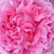 Roz - Trandafir portland - Madame Boll